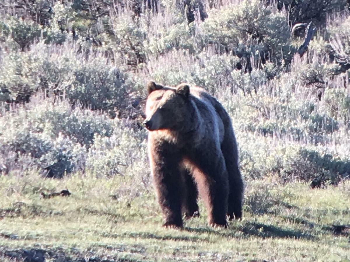 Elk Horn Lodge Cooke City Esterno foto